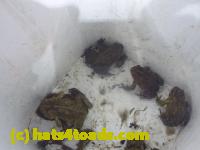 /home//u458753944/public_html/sourcegallery///////Roxborough Toad Detour/2013-2019/2014/2014-04-12/P1140955.JPG